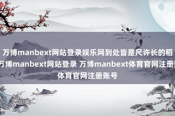 万博manbext网站登录娱乐网到处皆是尺许长的稻茬-万博manbext网站登录 万博manbext体育官网注册账号